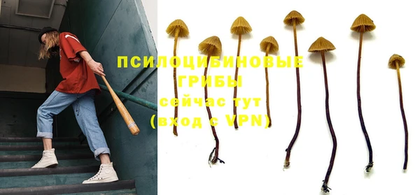 ГАЛЛЮЦИНОГЕННЫЕ ГРИБЫ Строитель